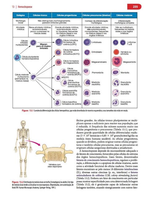 Histologia Básica, Texto e Atlas - 12ª Edição - Junqueira &amp; Carneiro