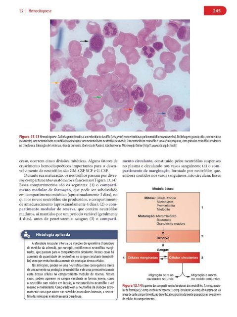 Histologia Básica, Texto e Atlas - 12ª Edição - Junqueira &amp; Carneiro