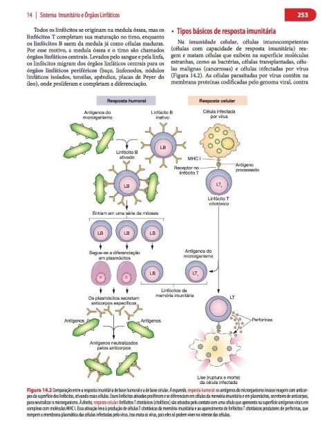 Histologia Básica, Texto e Atlas - 12ª Edição - Junqueira &amp; Carneiro