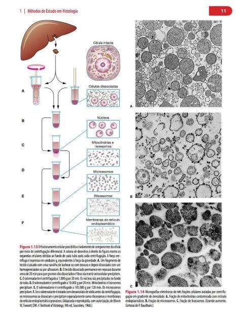 Histologia Básica, Texto e Atlas - 12ª Edição - Junqueira &amp; Carneiro