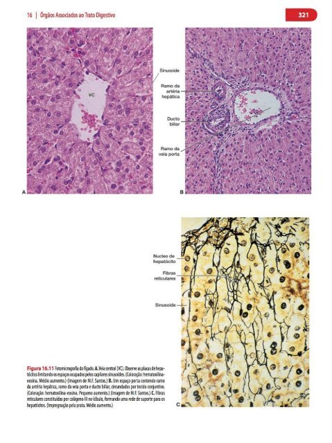 Histologia Básica, Texto e Atlas - 12ª Edição - Junqueira &amp; Carneiro