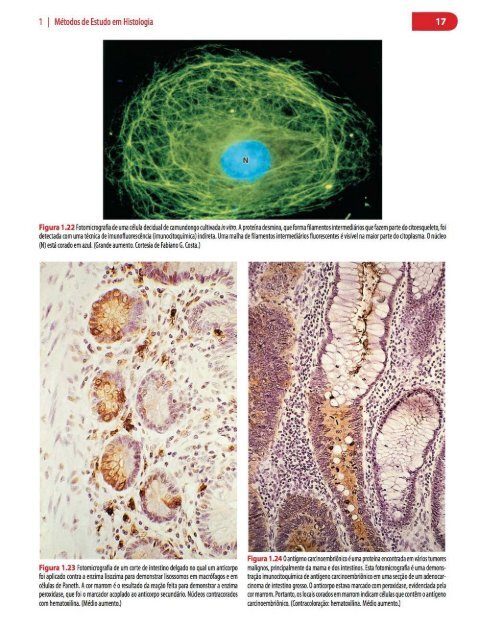 Histologia Básica, Texto e Atlas - 12ª Edição - Junqueira &amp; Carneiro