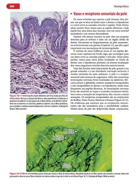 Histologia Básica, Texto e Atlas - 12ª Edição - Junqueira &amp; Carneiro