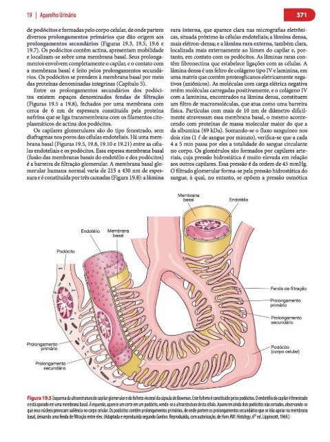 Histologia Básica, Texto e Atlas - 12ª Edição - Junqueira &amp; Carneiro