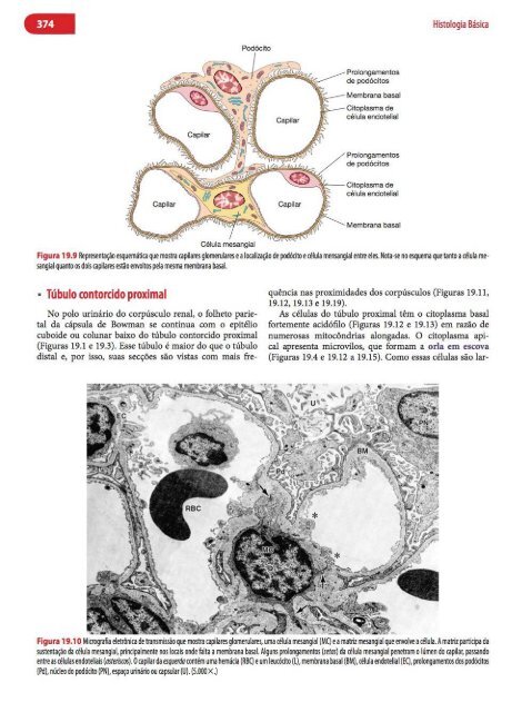 Histologia Básica, Texto e Atlas - 12ª Edição - Junqueira &amp; Carneiro