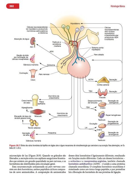 Histologia Básica, Texto e Atlas - 12ª Edição - Junqueira &amp; Carneiro