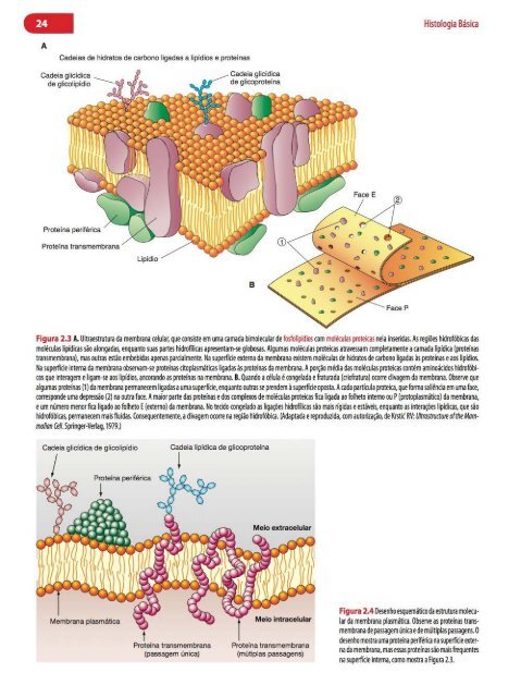 Histologia Básica, Texto e Atlas - 12ª Edição - Junqueira &amp; Carneiro