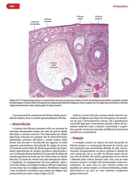 Histologia Básica, Texto e Atlas - 12ª Edição - Junqueira &amp; Carneiro