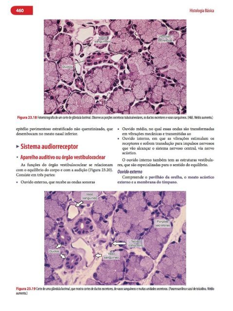 Histologia Básica, Texto e Atlas - 12ª Edição - Junqueira &amp; Carneiro