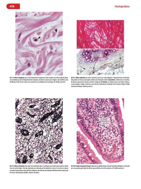 Histologia Básica, Texto e Atlas - 12ª Edição - Junqueira &amp; Carneiro