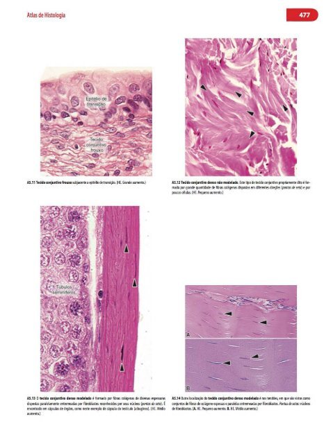 Histologia Básica, Texto e Atlas - 12ª Edição - Junqueira &amp; Carneiro