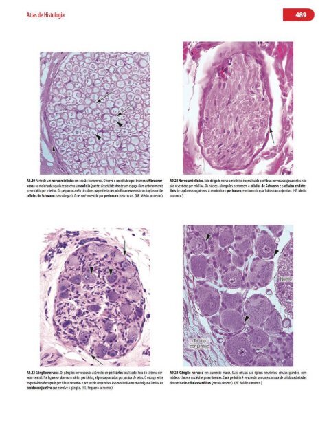 Histologia Básica, Texto e Atlas - 12ª Edição - Junqueira &amp; Carneiro