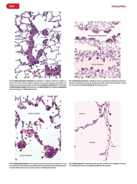 Histologia Básica, Texto e Atlas - 12ª Edição - Junqueira &amp; Carneiro