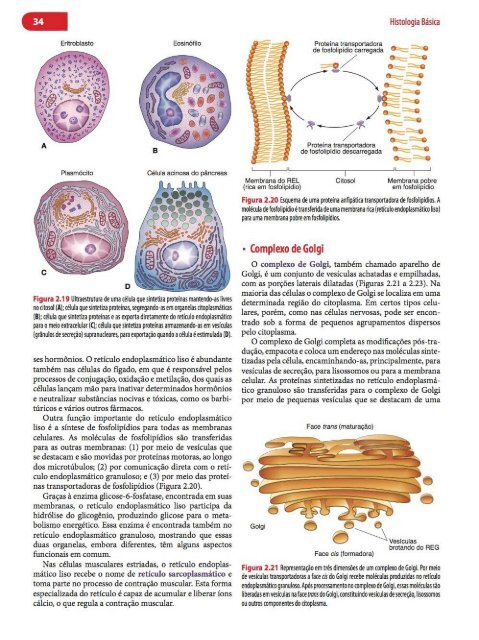 Histologia Básica, Texto e Atlas - 12ª Edição - Junqueira &amp; Carneiro