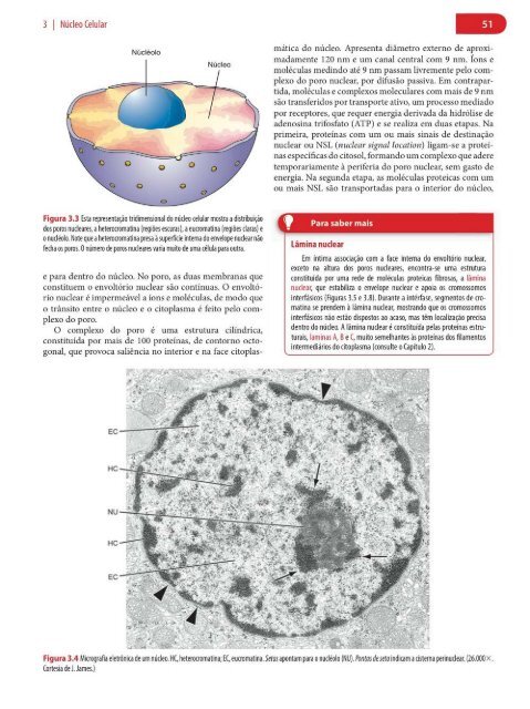 Histologia Básica, Texto e Atlas - 12ª Edição - Junqueira &amp; Carneiro