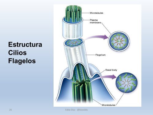 Citología II (2018.2)