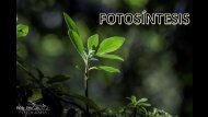 Fotosíntesis (2018.2)