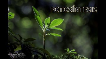 Fotosíntesis (2018.2)