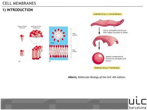 T14_CELLMEMBRANE