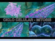Ciclo celular - Mitosis (2018.2)