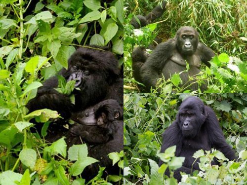 Congo Gorilla Safaris