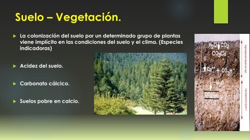 Organismos del suelo y calidad ambiental