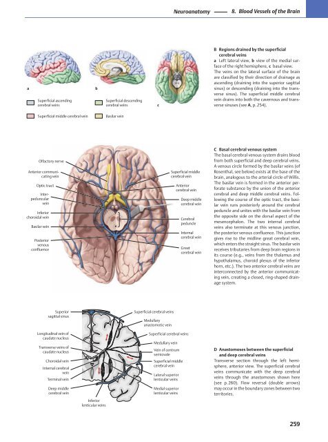 Neuroanatomy