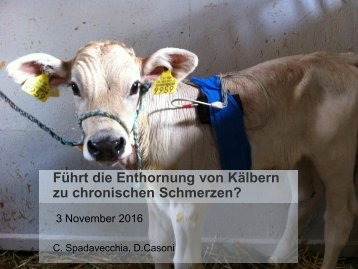 Zwischenbericht: Führt die Enthornung von Kälbern zu chronischen Schmerzen?