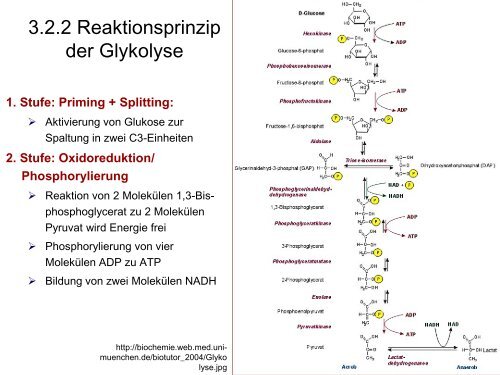 Glykolyse