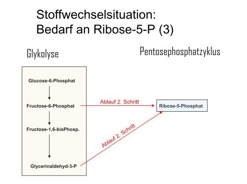 Pentosephosphatzyklus