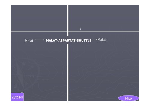 malat-aspartat-shuttle - Biochemie Trainingscamp