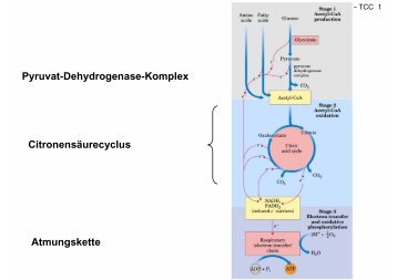 Pyruvat-Dehydrogenase-Komplex Citronensäurecyclus Atmungskette