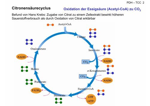 Pyruvat-Dehydrogenase-Komplex Citronensäurecyclus Atmungskette