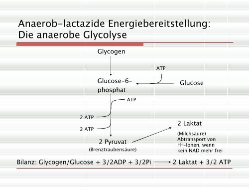 ATP- Gesamtbilanz