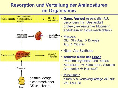 Rolle der Aminosäuren im Stoffwechsel - s .uni-sb.d