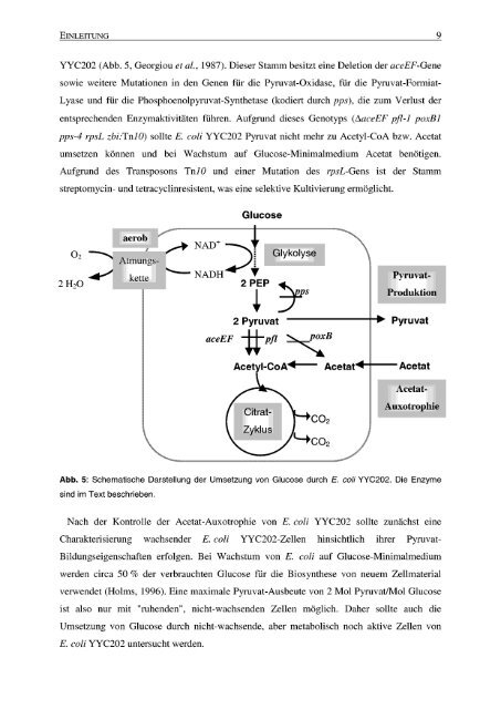 Pyruvat-Produktion durch acetatauxotrophe - JUWEL ...