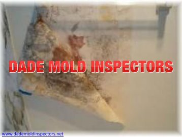 Mold Removal Miami Fl | Dade Mold Inspectors