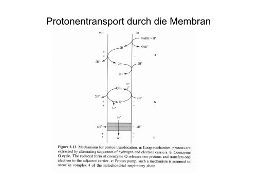 (Atmung und Gärung) Wasserstoff-Donator organotroph - DocCheck ...