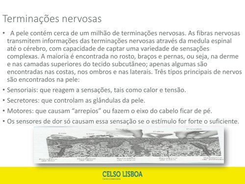 aula 1 Entender a aplicabilidade da Tricologia. Identificar as camas principais da pele e suas diferenças(2)