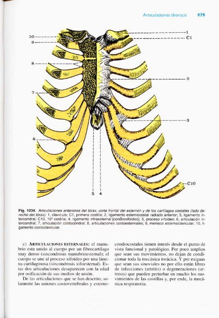 Latarjet &amp; Ruiz Liard - Anatomia Humana Tomo II