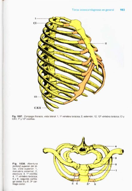 Latarjet &amp; Ruiz Liard - Anatomia Humana Tomo II