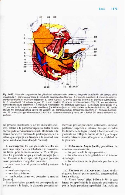 Latarjet &amp; Ruiz Liard - Anatomia Humana Tomo II