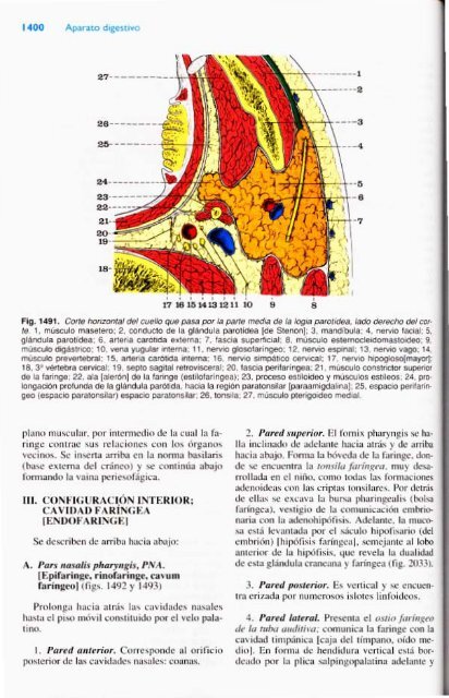 Latarjet &amp; Ruiz Liard - Anatomia Humana Tomo II