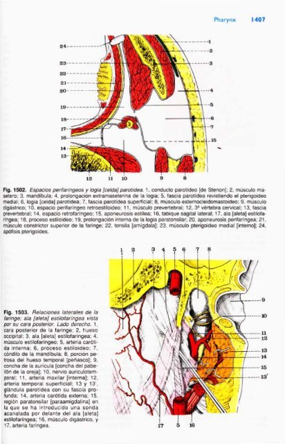 Latarjet &amp; Ruiz Liard - Anatomia Humana Tomo II