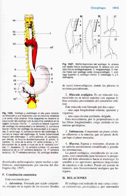 Latarjet &amp; Ruiz Liard - Anatomia Humana Tomo II