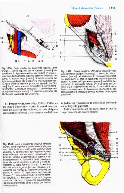 Latarjet &amp; Ruiz Liard - Anatomia Humana Tomo II