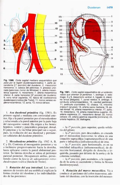 Latarjet &amp; Ruiz Liard - Anatomia Humana Tomo II