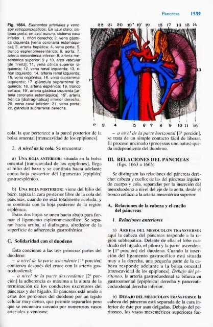 Latarjet &amp; Ruiz Liard - Anatomia Humana Tomo II