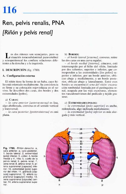 Latarjet &amp; Ruiz Liard - Anatomia Humana Tomo II