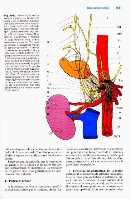 Latarjet &amp; Ruiz Liard - Anatomia Humana Tomo II